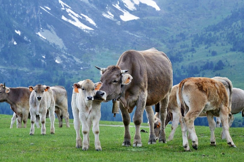 Британських молочних фермерів закликають відкрити ферми для польових досліджень бичачого маститу Британських молочних фермерів закликають відкрити ферми для польових досліджень бичачого маститу