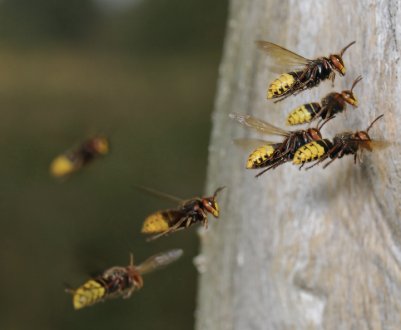Зимівля шершнів