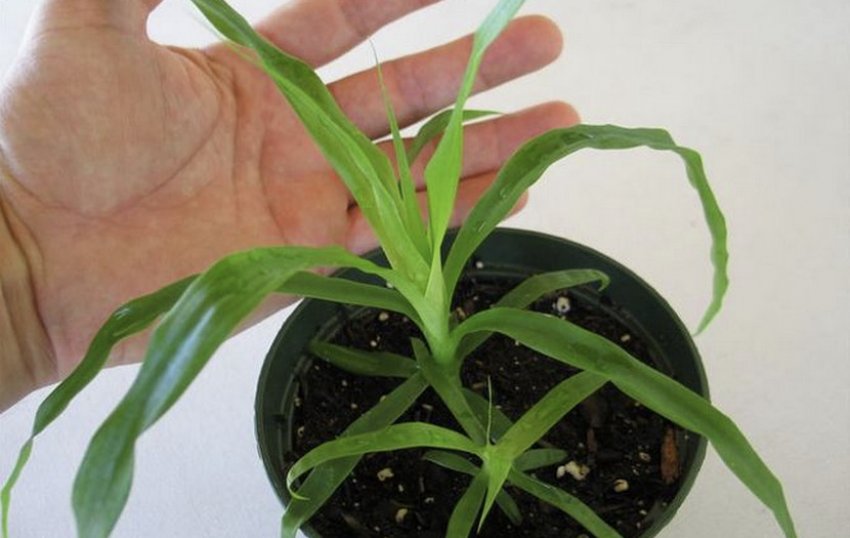 Більбергія