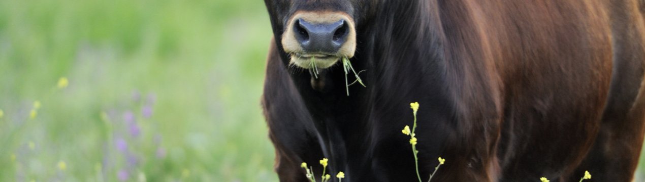 Британських молочних фермерів закликають відкрити ферми для польових досліджень бичачого маститу