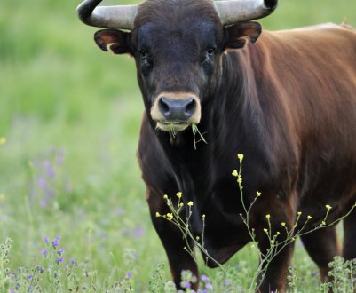 Британських молочних фермерів закликають відкрити ферми для польових досліджень бичачого маститу