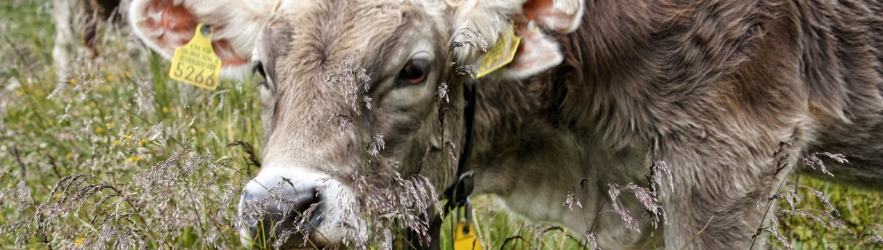 Двадцять п'ять калмицьких корів убив бруцельоз