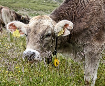 Двадцять п'ять калмицьких корів убив бруцельоз