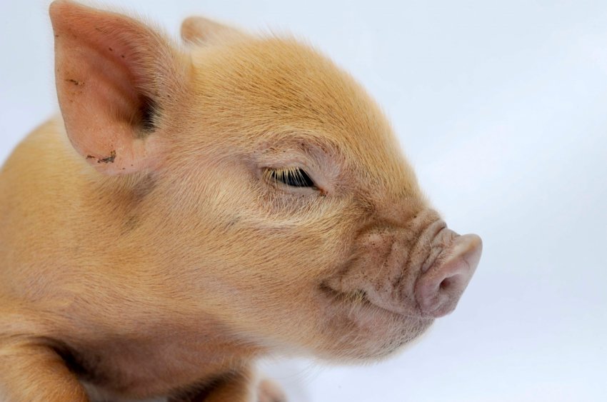 Китаю прогнозують тривалу боротьбу з АЧС