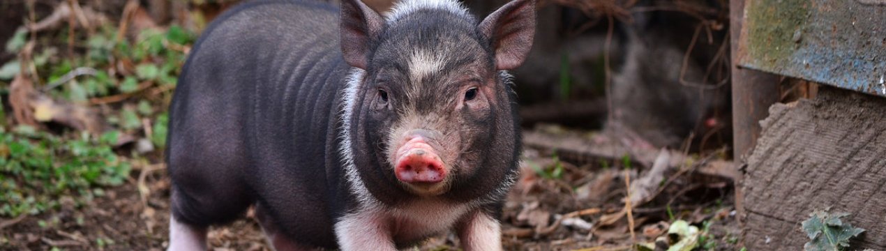 Китаю прогнозують тривалу боротьбу з АЧС