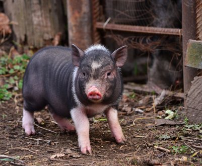 Китаю прогнозують тривалу боротьбу з АЧС