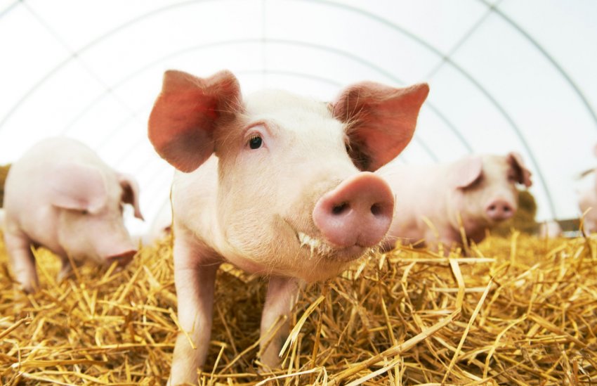 Китаю прогнозують тривалу боротьбу з АЧС