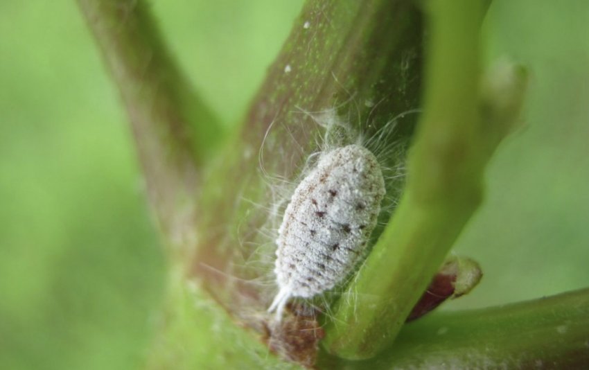 Борошнистий червець