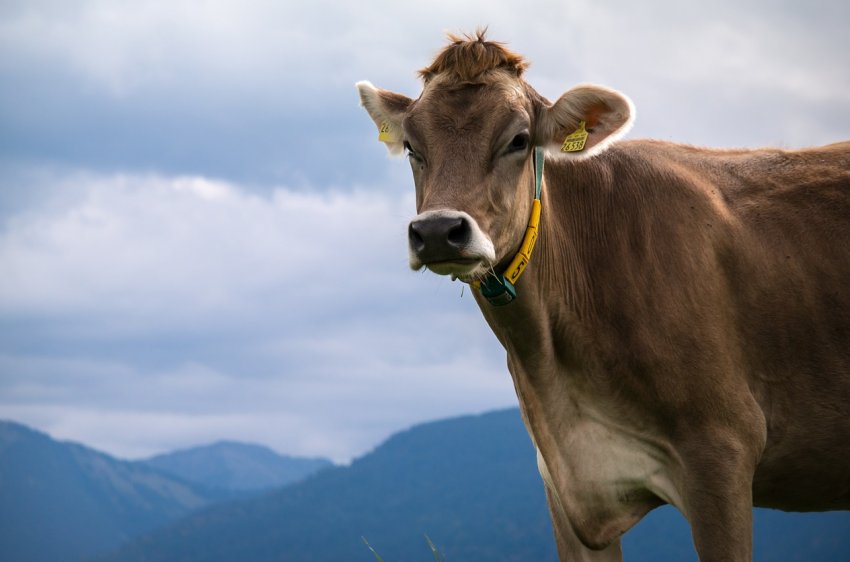 В США за чверть століття вибухове зростання продуктивності тваринництва