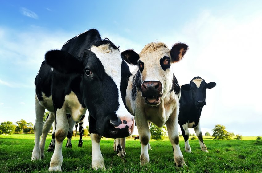 В США за чверть століття вибухове зростання продуктивності тваринництва