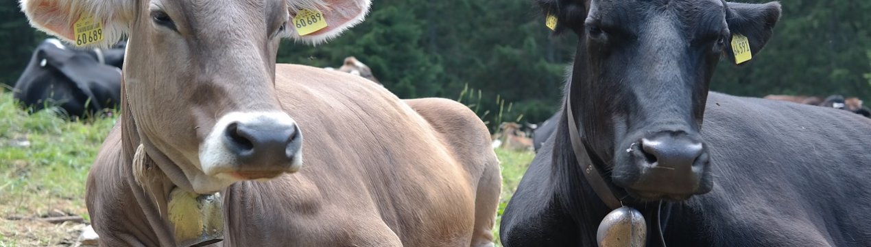 У США за чверть століття вибухове зростання продуктивності тваринництва