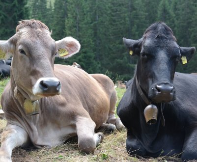 У США за чверть століття вибухове зростання продуктивності тваринництва