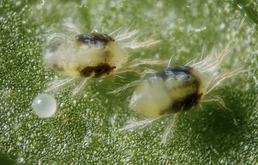 Павутинний кліщ