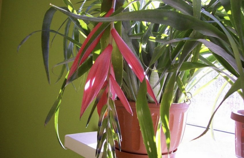 Більбергія