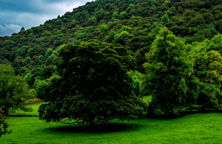 Фермерів Великобританії запрошують взяти участь у масовій посадці дерев Фермерів Великобританії запрошують взяти участь у масовій посадці дерев
