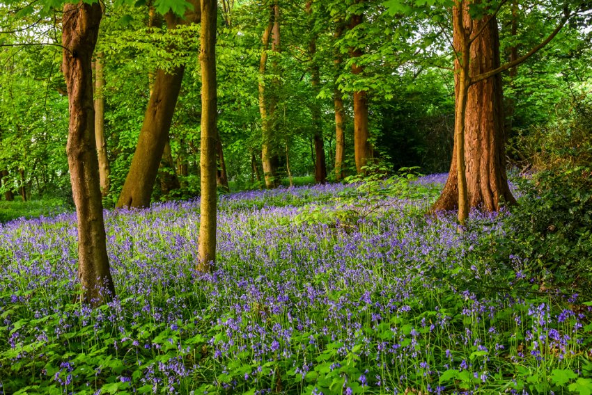 Фермерів Великобританії запрошують взяти участь у масовій посадці дерев Фермерів Великобританії запрошують взяти участь у масовій посадці дерев