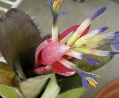 Квітка більбергія: догляд в домашніх умовах