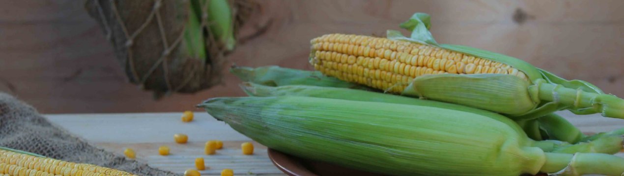 У США погана погода «тримає» ціни на кукурудзу і соєві боби