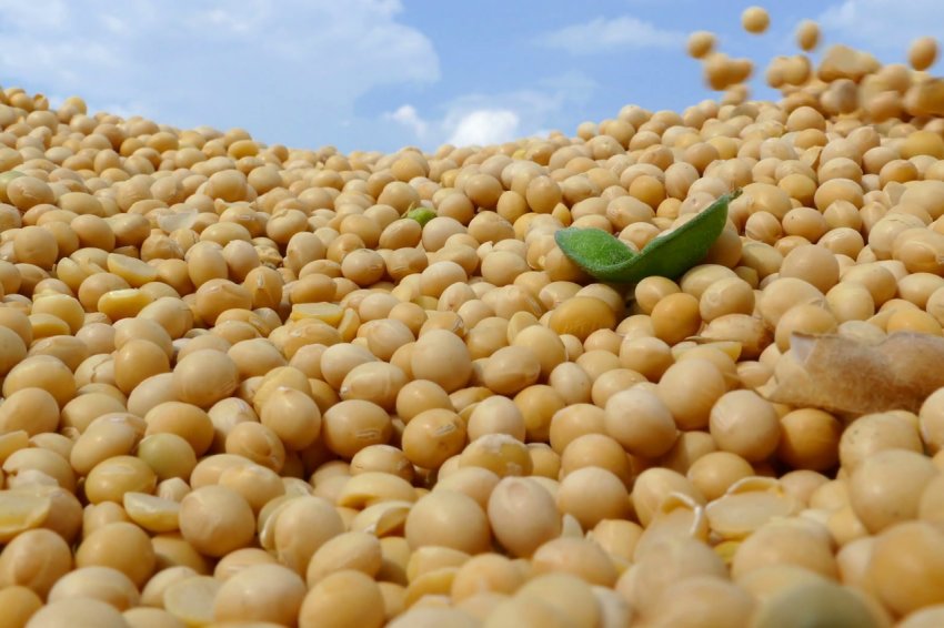 В США погана погода «тримає» ціни на кукурудзу і соєві боби В США погана погода «тримає» ціни на кукурудзу і соєві боби