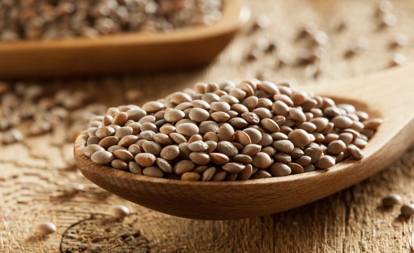 Коричнева сочевиця