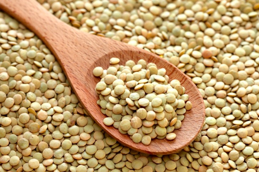 Зелена сочевиця