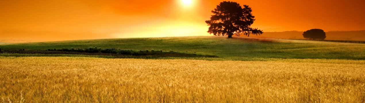 Орловські аграрії звинувачують літак в загибелі врожаю