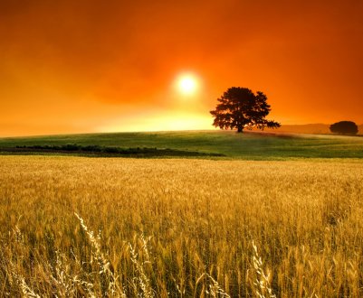 Орловські аграрії звинувачують літак в загибелі врожаю