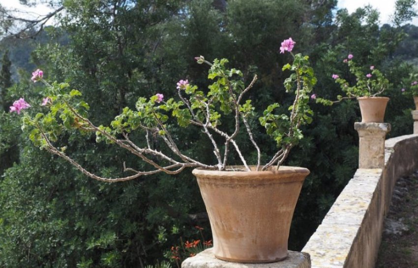 Герань з опалим від сонячних променів листям Герань з опалим від сонячних променів листям