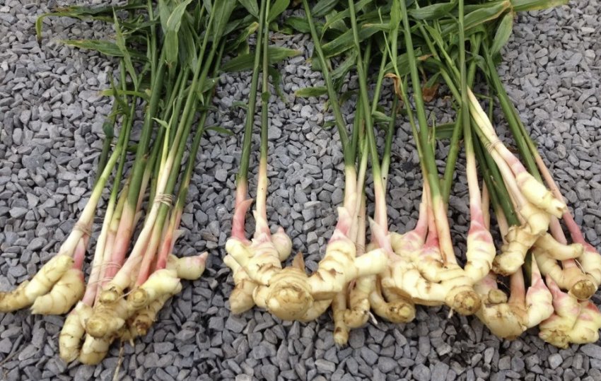 Вирощування імбиру Вирощування імбиру