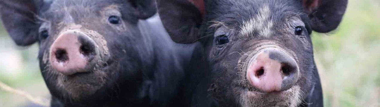 У зоні ризику: Россільгоспнагляд побоюється за здоров'я свиней Далекого Сходу