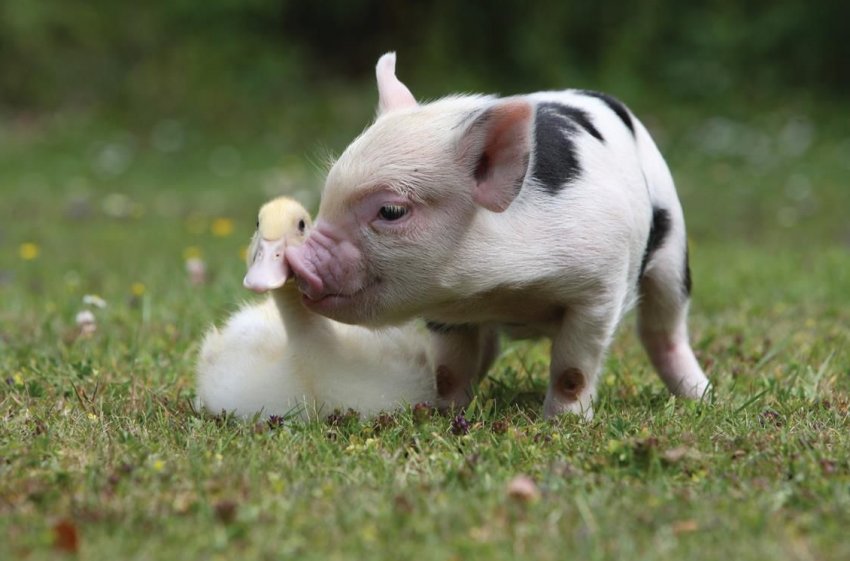 В зоні ризику: Россільгоспнагляд побоюється за здоров'я свиней Далекого Сходу В зоні ризику: Россільгоспнагляд побоюється за здоров'я свиней Далекого Сходу