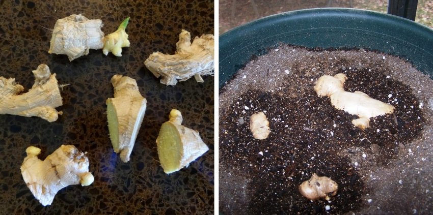 Посадка імбиру Посадка імбиру