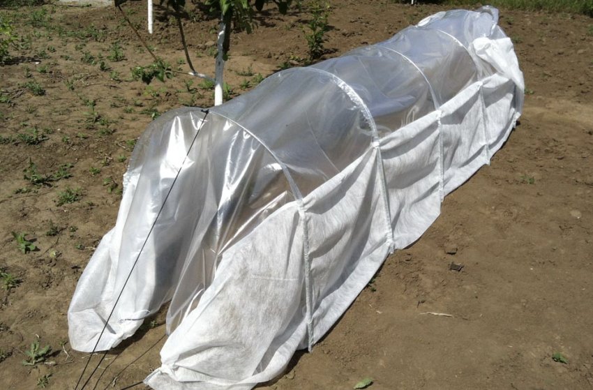 Укритий імбир Укритий імбир