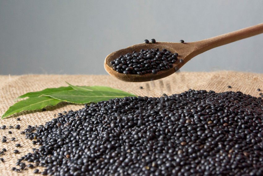 Чорна сочевиця