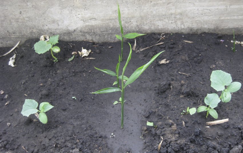 Паростки імбиру Паростки імбиру