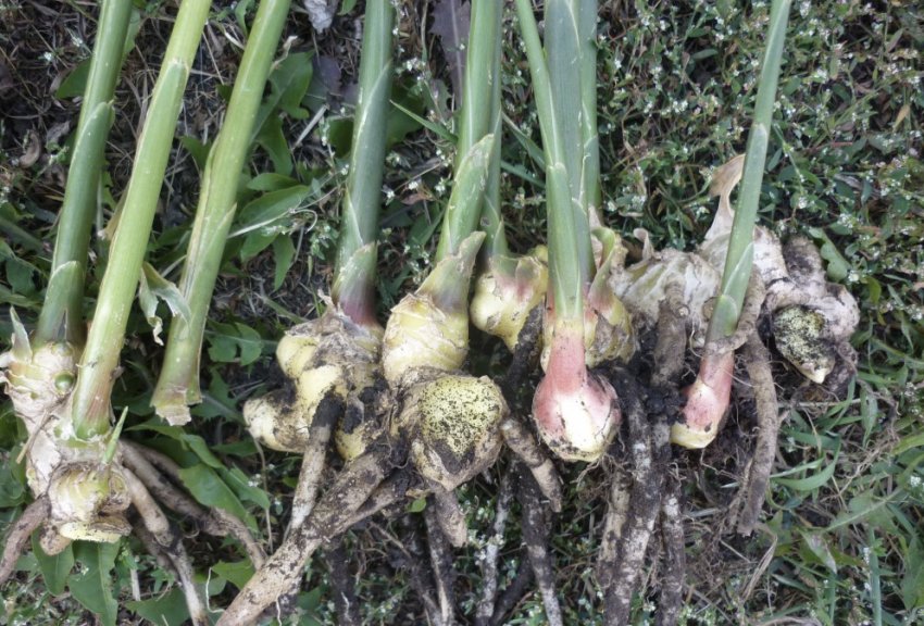 Просушування імбиру після викопування Просушування імбиру після викопування