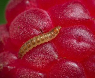 Як боротися з черв'ячками в малині