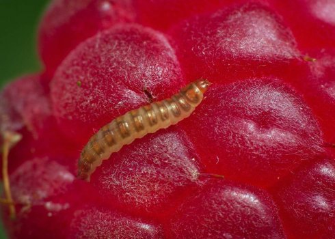 Як боротися з черв'ячками в малині