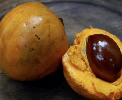 Мушмула: опис сортів, догляд та вирощування в домашніх умовах