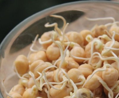 Як проростити і вживати нут?