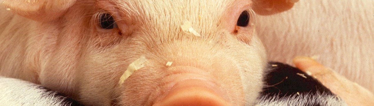 Південна Корея готова боротися з потенційним проникненням з Північної Кореї АЧС