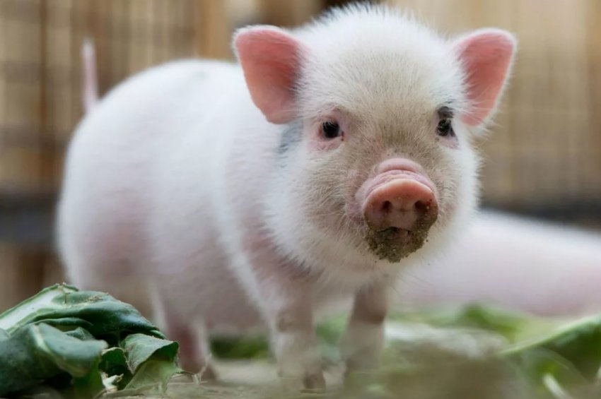 Південна Корея готова боротися з потенційним проникненням з Північної Кореї АЧС