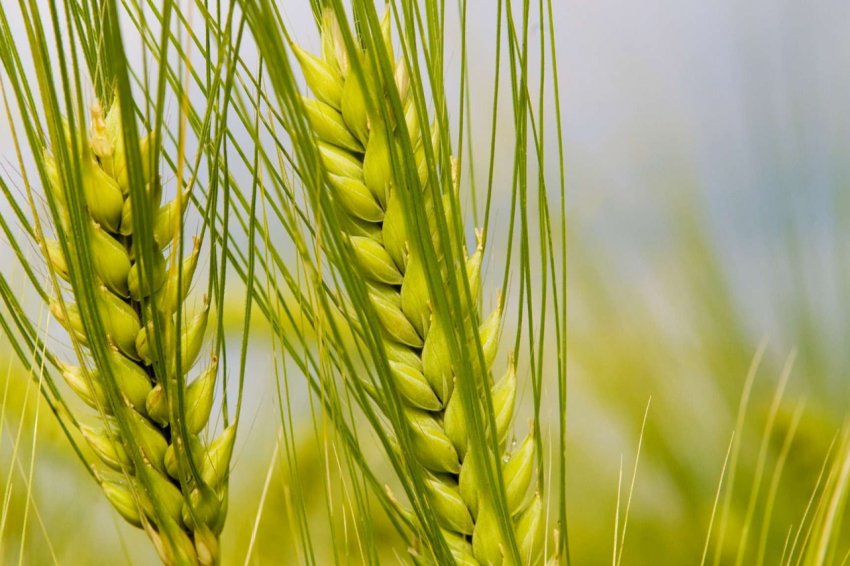 Аргентина заявляє, що Бразилія закупить у неї велику партію пшениці