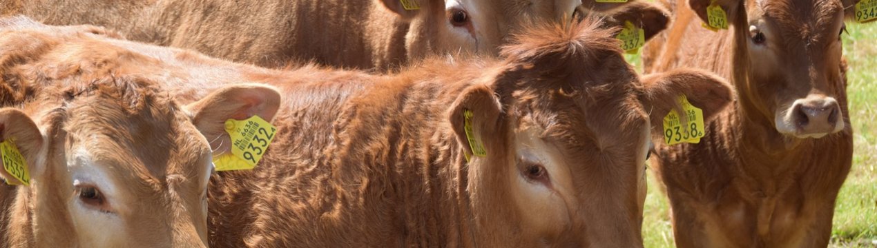 На Чиказькій товарній біржі падають ф'ючерси на велику рогату худобу і свиней