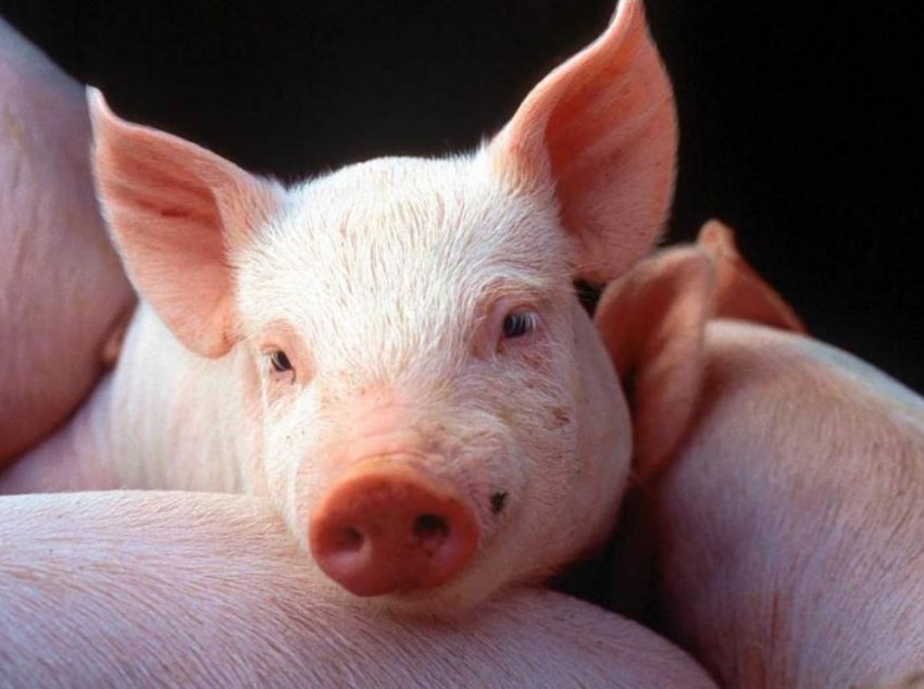 На Чиказькій товарній біржі падають ф'ючерси на велику рогату худобу і свиней На Чиказькій товарній біржі падають ф'ючерси на велику рогату худобу і свиней