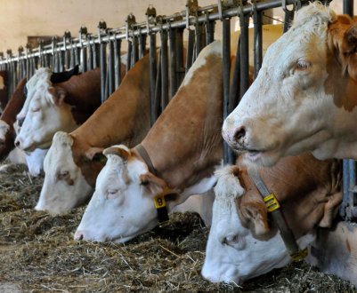 Годувати російських корів стає все дорожче