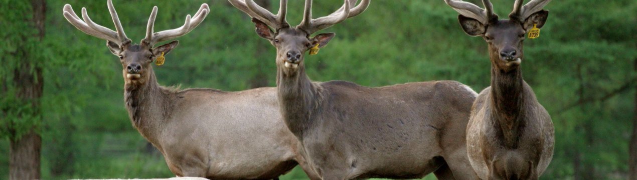 Алтайські оленярі приступили до заготівлі пантів