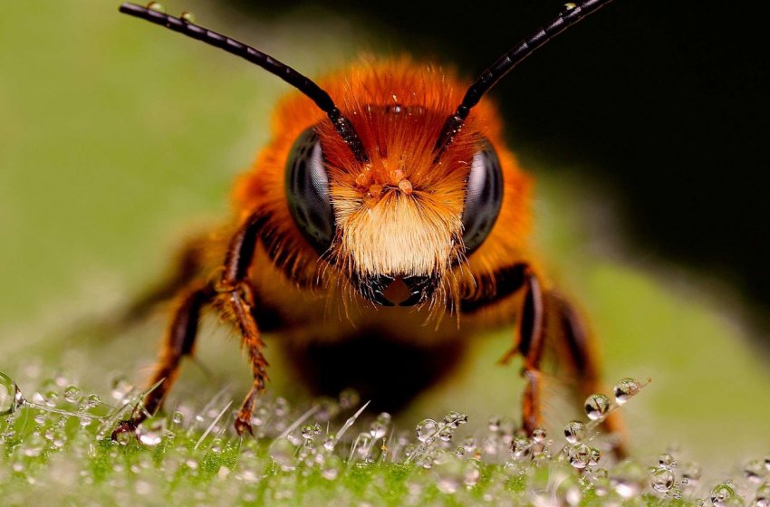 У Великобританії молочні фермери виступили з ініціативою щодо збільшення популяції диких бджіл
