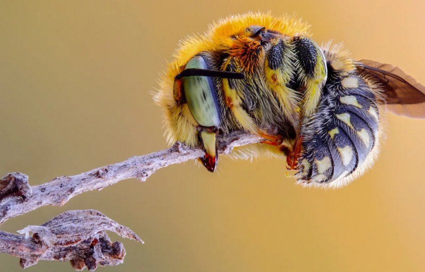 У Великобританії молочні фермери виступили з ініціативою щодо збільшення популяції диких бджіл