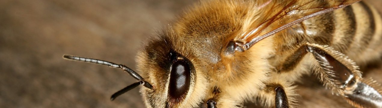 У Великобританії молочні фермери виступили з ініціативою щодо збільшення популяції диких бджіл